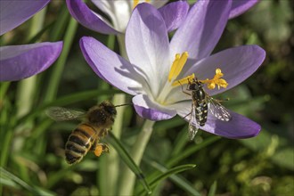 Honey bee (Apis) flying to a crocuses (Crocus), hoverfly (Syrphidae) sitting on a crocus, violet,