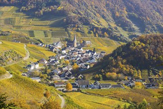 Vineyards in autumn, Mayschoß with parish church, red wine growing region Ahrtal, red wine of the