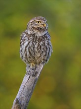 Little Owl (Athene noctua), on dead apple tree branch in evening light, Biosphere Reserve, Swabian