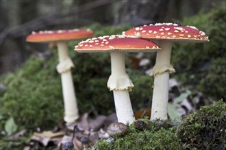 Fly agarics (Amanita muscaria), Emsland, Lower Saxony, Germany, Europe