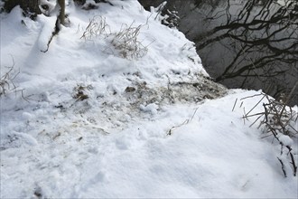 European beaver (Castor fiber) typical, often used exit from the water in the snow, Allgäu,