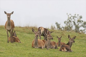 Red deer (Cervus elaphus) ruminating female lying on a mountain meadow during the rut, Allgäu,