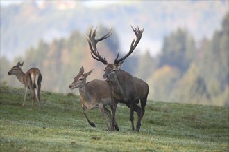 Red deer (Cervus elaphus) stag approaching adult during the rut, Allgäu, Bavaria, Germany, Europe