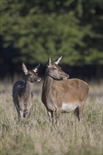 Red deer (Cervus elaphus) hind with calf foraging in grassland at forest's edge in late summer