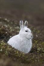 Close up of mountain hare (Lepus timidus), Alpine hare, snow hare in white winter pelage resting in