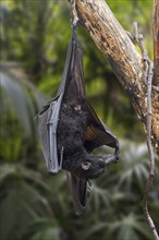 Lyle's flying fox (Pteropus lylei) native to Cambodia, Thailand and Vietnam hanging upside down