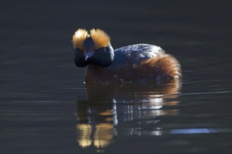 Horned grebe (Podiceps auritus) in breeding plumage swimming in lake