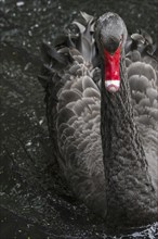 Black swan (Cygnus atratus) (Anas atrata) swimming in pond, large waterbird native to Australia