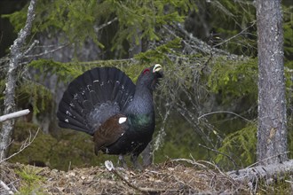 Western Capercaillie (Tetrao urogallus), Wood Grouse, Heather Cock calling during courtship display