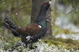 Western Capercaillie (Tetrao urogallus), Wood Grouse, Heather Cock juvenile male in the snow in