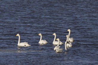 Whooper Swans (Cygnus cygnus) flock swimming in lake in winter