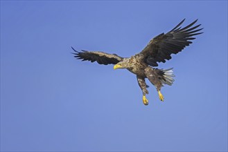 White-tailed eagle (Haliaeetus albicilla), Eurasian sea eagle, erne adult in flight soaring with