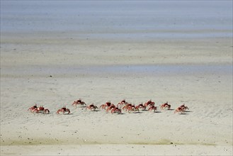 Painted ghost crabs, cart driver crab (Ocypode gaudichaudii) on the beach at Puerto Villamil on