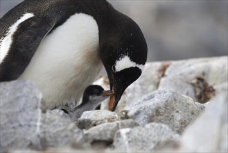 Gentoo Penguin (Pygoscelis papua) with chicks on nest in rookery at Petermann Island, Antarctica