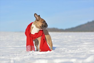 French Bulldog wearing a warm red winter scarf standing in middle winter of snow landscape in cold