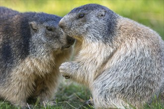 Two marmots (Marmota marmota) together. Valsavarenche, Valle d'Aosta, Italy, Europe