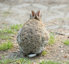 European rabbit (Oryctolagus cuniculus) crouching on barren sandy ground with some grass, rear