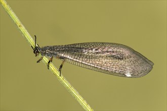 Common formicarius (Myrmeleon formicarius), Valais, Switzerland, Europe