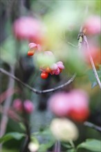 European spindle (Euonymus europaeus), October, Germany, Europe