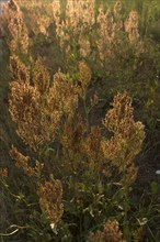 Meadow common sorrel (Rumex acetosa) backlit by the evening sun, Bavaria, Germany, Europe