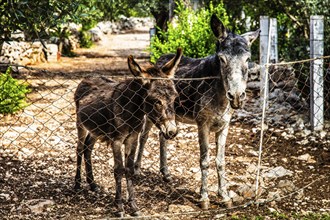 Donkey, mountainous and bay-rich Lustica peninsula, lies off the fjord-like Bay of Kotor in the