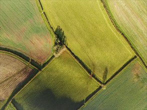 Top Down over Fields and Farms from a drone, Devon, England, United Kingdom, Europe