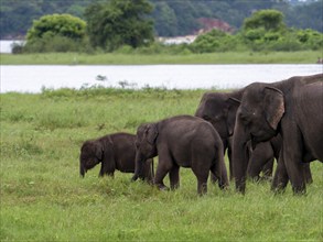 Herd of elephants (Elephas maximus maximus) Minneriya National Park, Sri Lanka, Asia