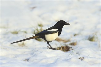 European magpie (Pica pica), Common magpie foraging in a snow-covered meadow in winter, Wildlife,