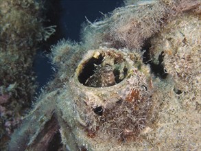 A sabre-toothed blenny (Petroscirtes mitratus) inhabits a plastic canister, marine pollution, dive