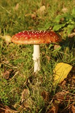 Fly agaric (Amanita muscaria) in a meadow, close-up, Emsland, Lower Saxony, Germany, Europe