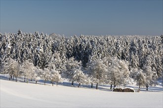 Winter meadow orchard in front of a spruce (Picea) (Pinaceae) forest, spruce, pine, snow, winter,