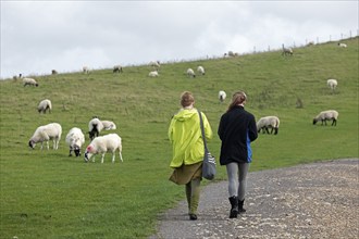 Sheep grazing beside South Downs Way near Devils Dyke, West Sussex, England, United Kingdom, Europe