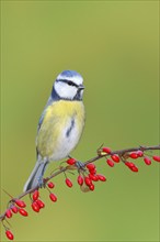 Blue Tit (Parus caeruleus) on Green Barberry (Berberis thunbergii) with red berries in autumn,