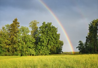 Evening thunderstorm atmosphere with double rainbow over lush green mixed forest, in the Zurich