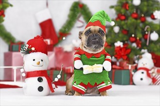 Cute French Bulldog dog wearing Christmas elf costume between seasonal decorations