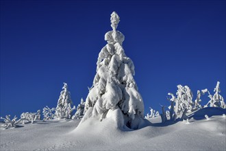 Snowy winter landscape near the Vogelskopf, near Baiersbronn, county Freudenstadt, Black Forest,