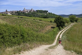 Hikers on the way to Vézelay, Yonne department, Bourgogne-Franche-Comté region, Burgundy, France,