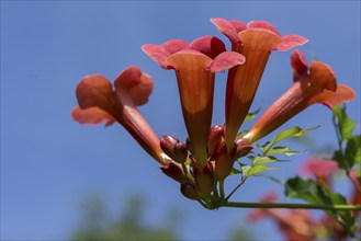 Blossoms of a trumpet creeper (Campsis), blue sky, Bavaria, Germany, Europe