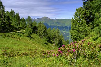 Alpine rose, rhododendron, on the stone pine path, on the Graukogel, Bad Gastein, Gastein Valley,