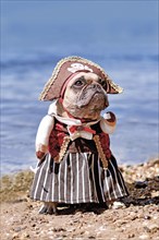 French Bulldog dog dressed up with pirate bride costume with hat, hook arm and dress standing at