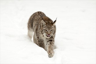 Young Eurasian Lynx (Lynx lynx)