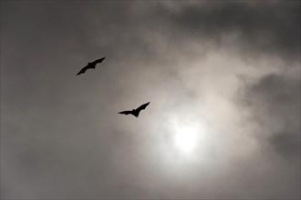 Megabats, flying fox (Pteropodidae), bat, fauna, scary, vampire, horror, film, horror film, about