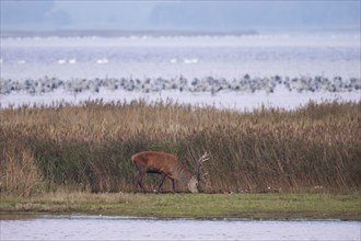 Crane (Grus grus) and grazing red deer, resting and roosting at Pramort during the autumn crane