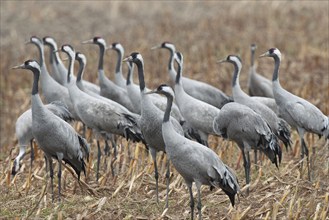 Crane (Grus grus) Troop of cranes on harvested maize field, autumnal crane migration,