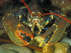 Portrait of common lobster (Homarus gammarus), underwater, Maharees Islands dive site,