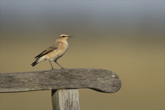 Wheatear (Oenanthe oenanthe) adult female bird on a wooden bench arm, Lincolnshire, England, United