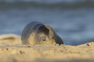 Common or Harbor seal (Phoca vitulina) adult sleeping on a coastal beach, Norfolk, England, United