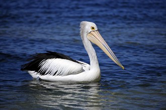 Australian Pelican (Pelecanus conspicillatus), Kangaroo Island, Australia, Oceania