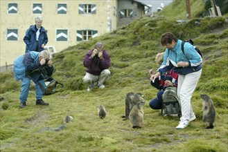 Tourists feeding Alpine Marmots (Marmota marmota), Austria, Europe