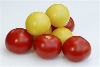 Yellow and red tomatoes (Solanum lycopersicum), Red and yellow tomatoes, Vegetables, Solanaceae,